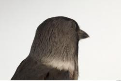 Jackdaw - Corvus monedula